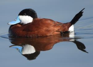 Menno 06 - Rosse Stekelstaart m